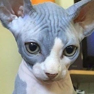 Meet your Posher, Scarlett